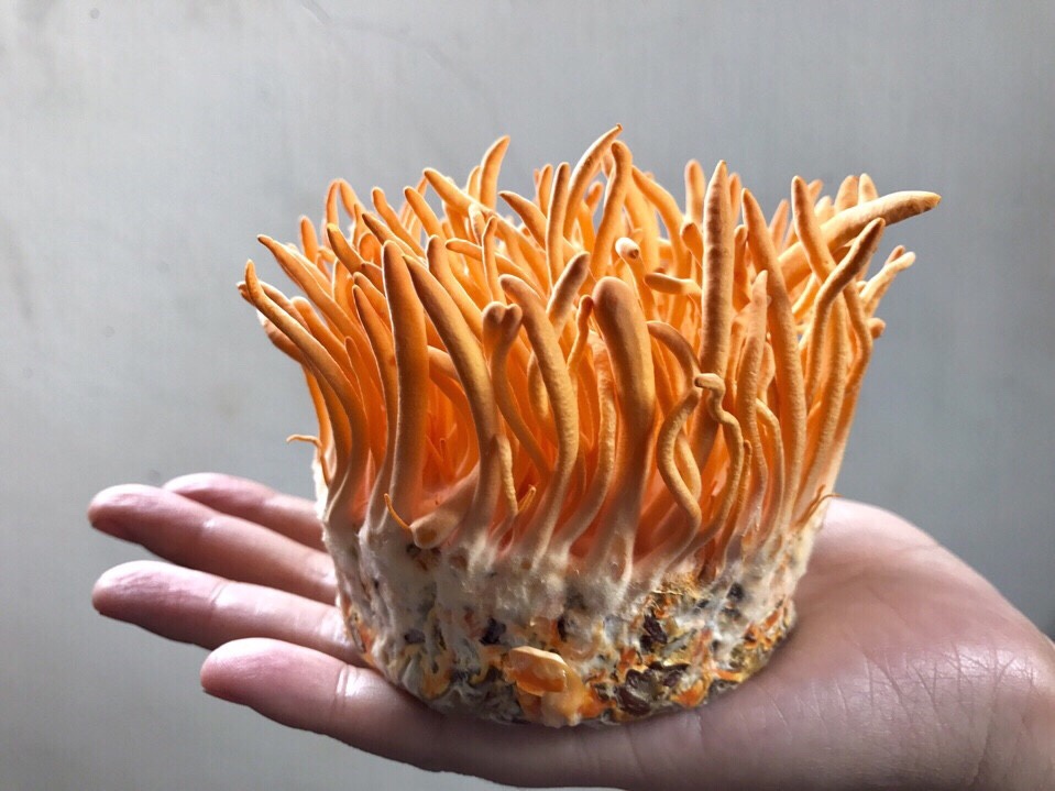 Qua The Dong Trung Ha Thao Tuoi 794 1 Qua The Dong Trung Ha Thao Tuoi 794 1