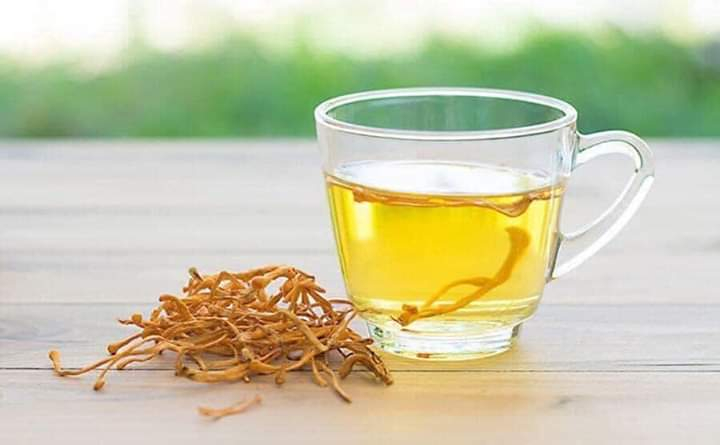Trà đông trùng hạ thảo rất tốt cho sức khỏe